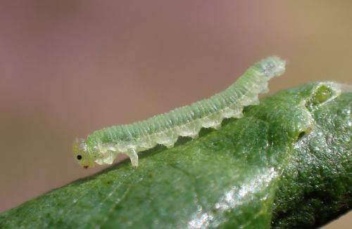 Réf. 289 542 : Nematinus sp.
